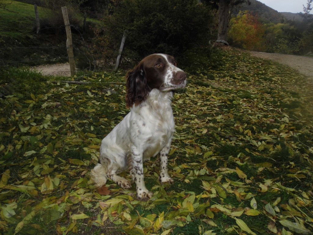 CH. Silex malval (Sans Affixe)