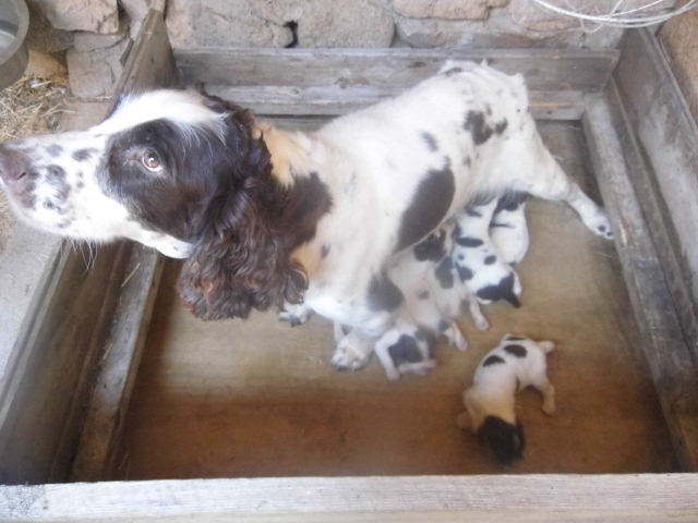Chiot English Springer Spaniel Du Val De Larcis