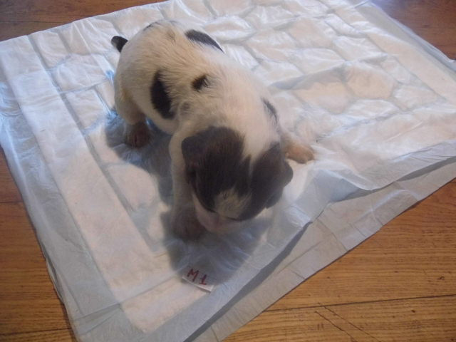 Du Val De Larcis - Chiots disponibles - English Springer Spaniel