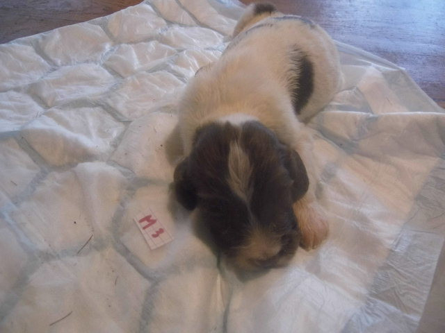 Du Val De Larcis - Chiots disponibles - English Springer Spaniel