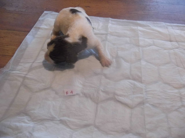 Du Val De Larcis - Chiots disponibles - English Springer Spaniel