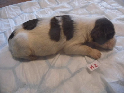 Chiot N°2