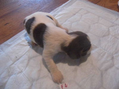 Chiot N°5