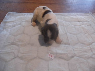 Chiot N°6