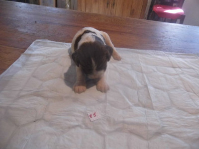 Chiot N°7
