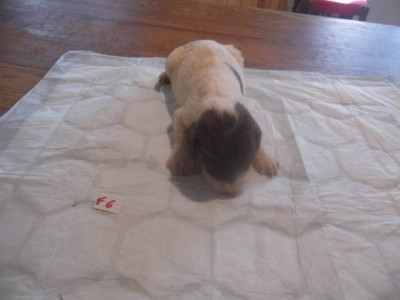Chiot N°8