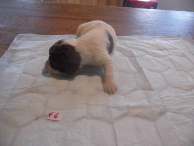 Chiot N°9