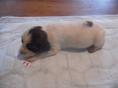 Chiot N°8